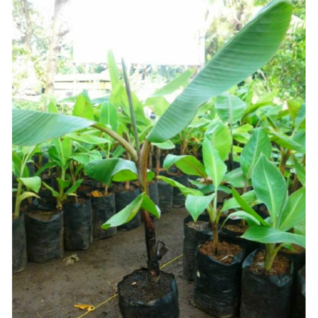 bibit pisang raja sereh