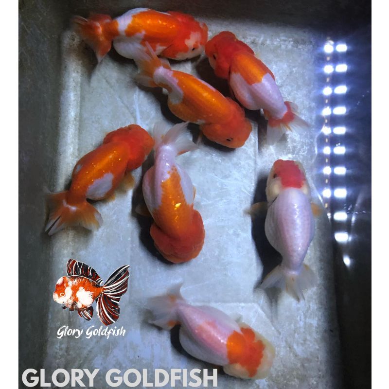 Ikan Mas Koki Ranchu Rancu Buffalo Lionchu Lucu Imut HIGH QUALITY / Ikan Koki Ranchu Buffalo Bufalo 