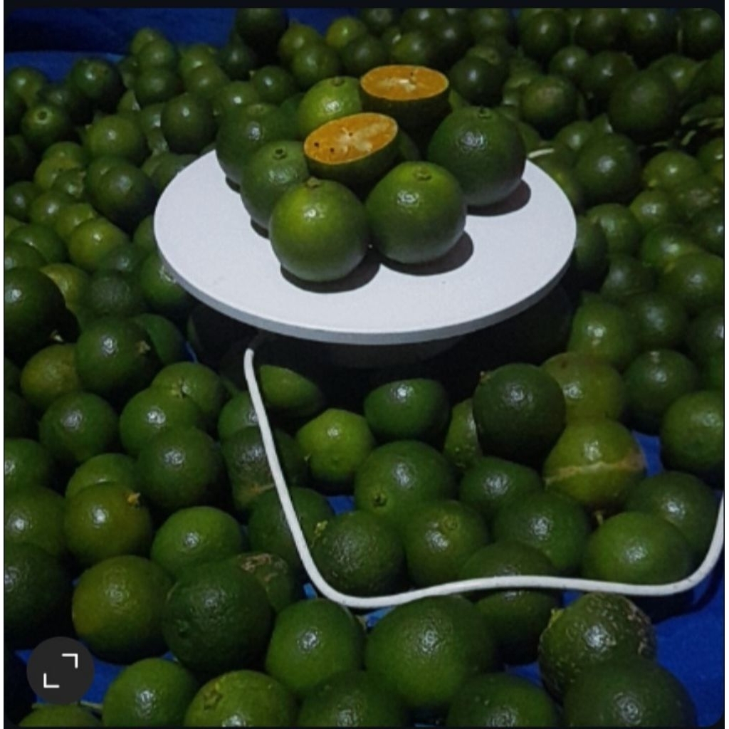 1KG JERUK SONKIT/JERUK PERAS/JERUK KASTURI UKURAN BESAR