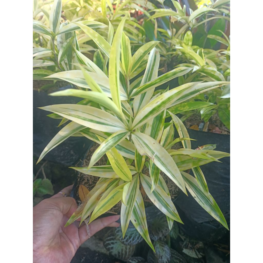 Tanaman hias bambu jepang Dracena