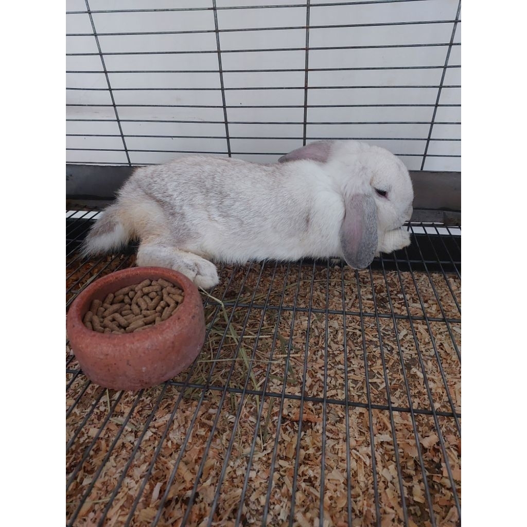 kelinci holland lop indukan betina