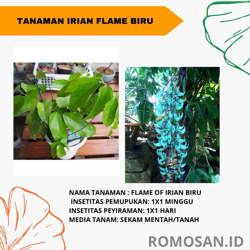 Tanaman Irian Flame biru - tanaman irian biru merambat - tanaman flame irian biru