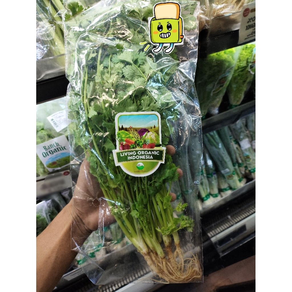 Daun Wansui / Coriander Organik Premium - Segar & Harum