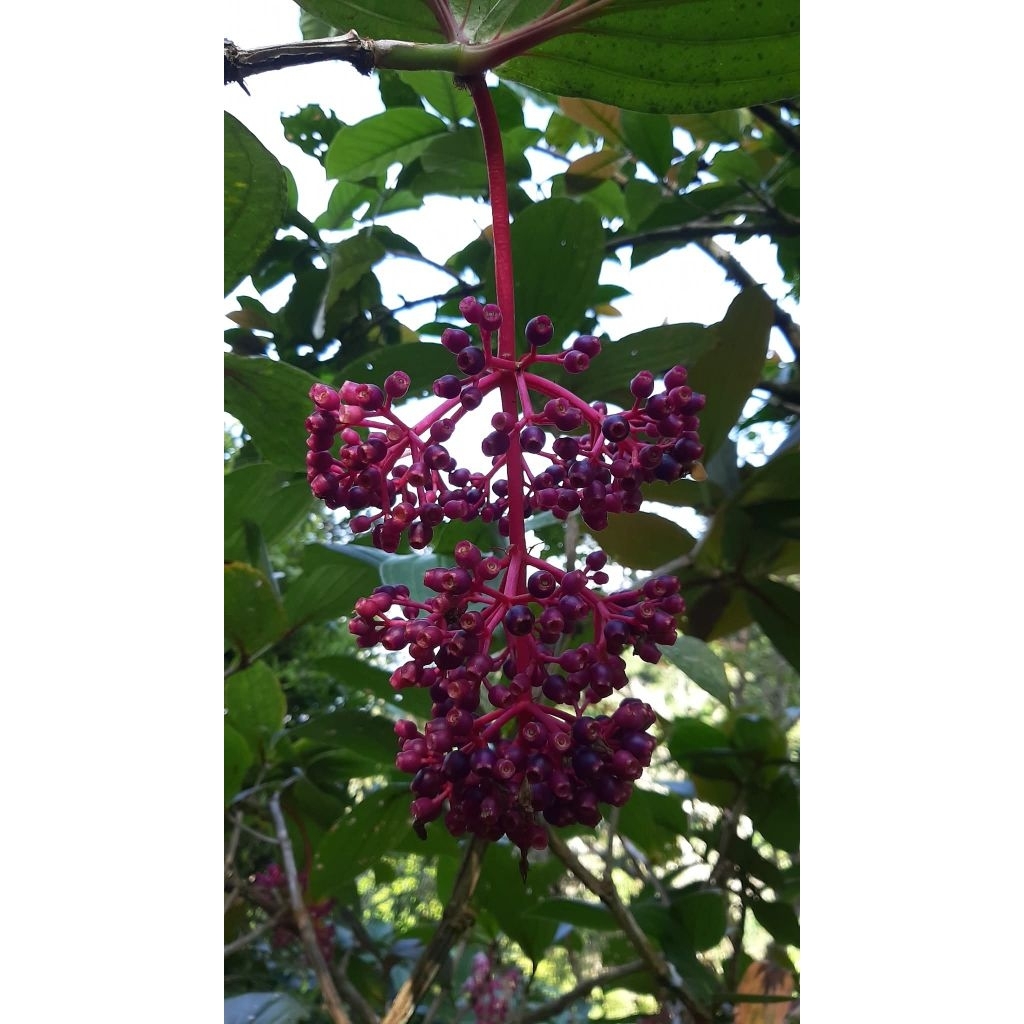 Buah parijoto Muria 100% asli fresh