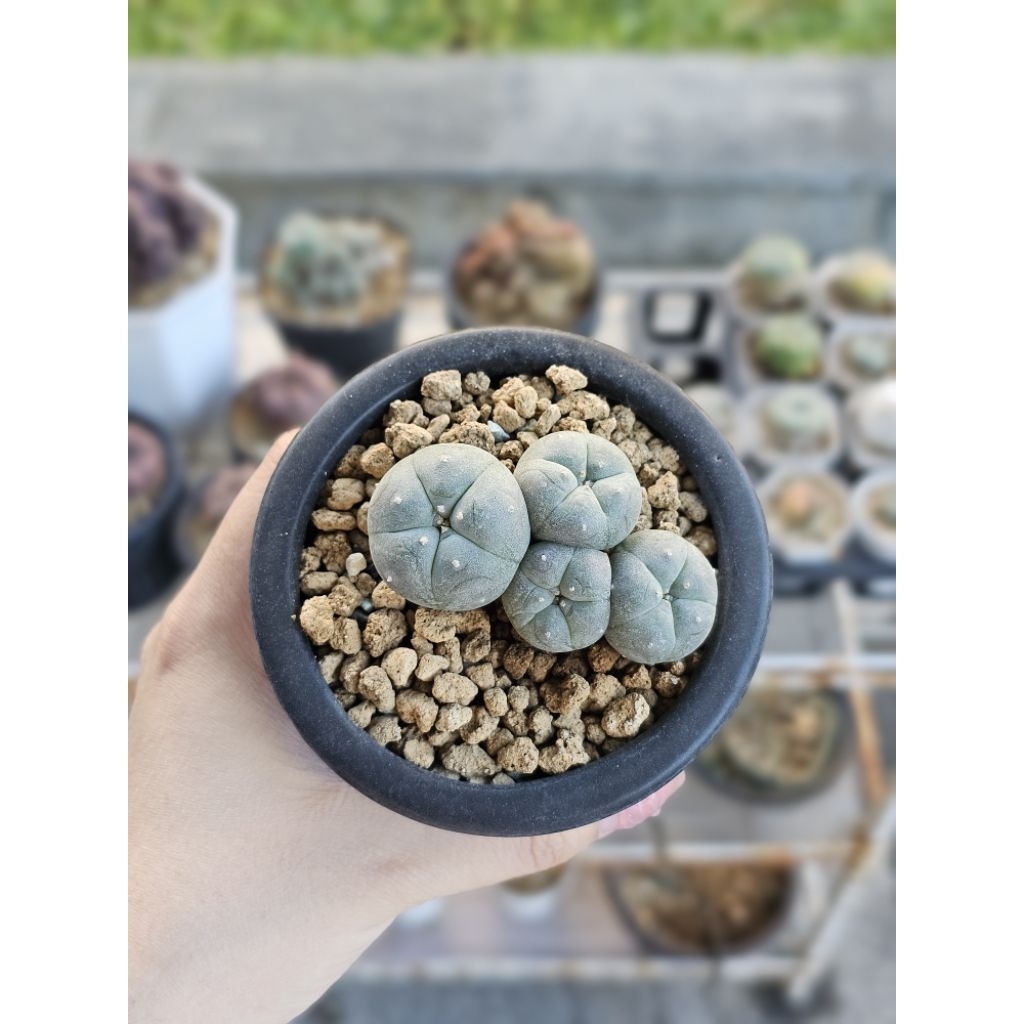 Tanaman kaktus unik lopho lophophora lophopora diffusa williamsii fricii