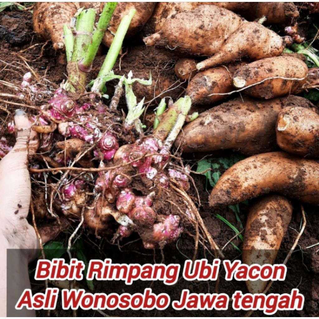 Bibit Umbi Yakon Bertunas dengan Media Tanam Siap Tanam