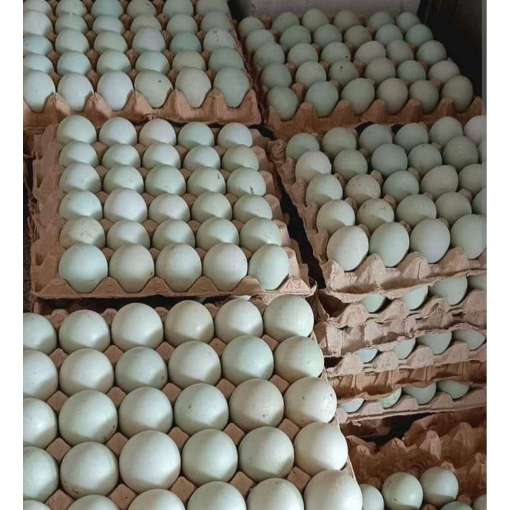 Telur bebek mentah - Telur Bebek 10 biji kemasan Mika