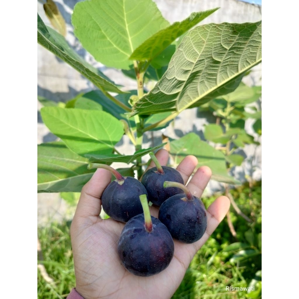 Bibit Buah Tin Iraqi Berbuah