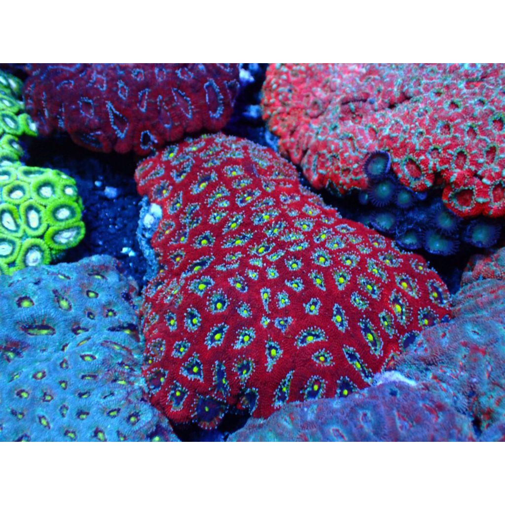 Micromussa Merah Multi Coral Reef Aquarium Laut