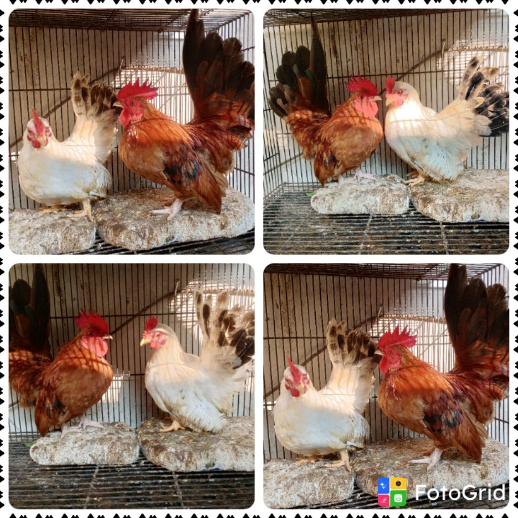 ayam kate pilihan sepasang istimewa