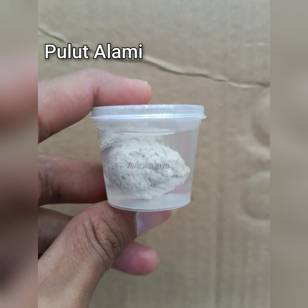 Pulut alami lem burung super lengket