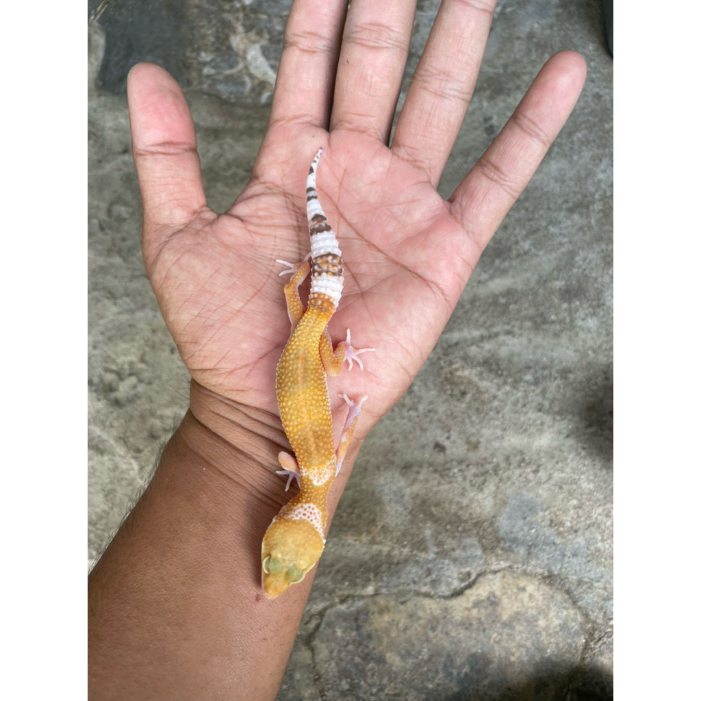 Tokek Gecko Leopard Unik Lucu