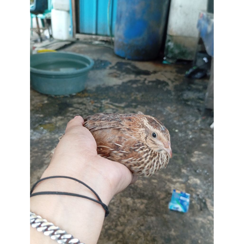 BURUNG PUYUH PETELUR//PUYUH BETINA PULLET