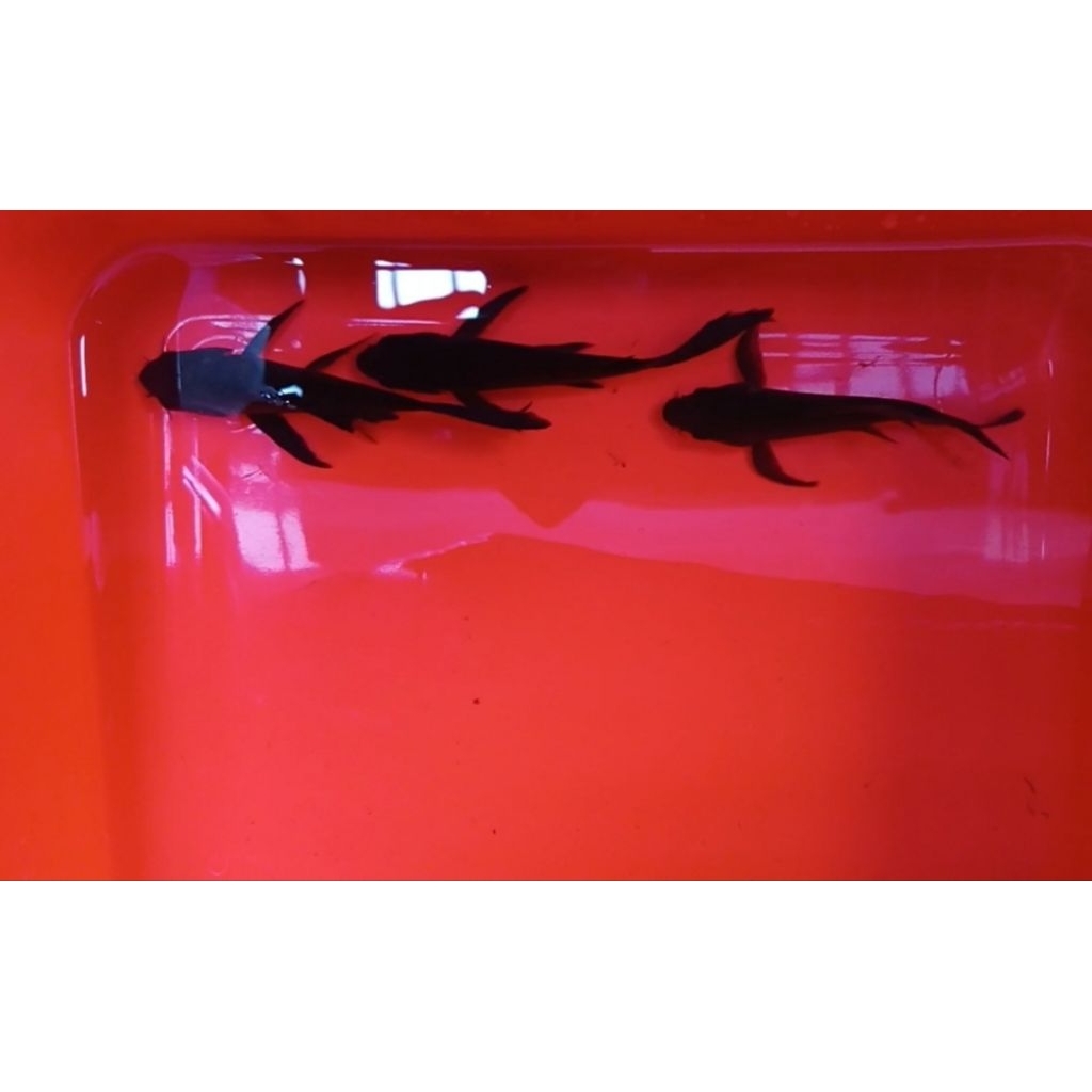 Koi Karasu Slayer LIMITED EDITION