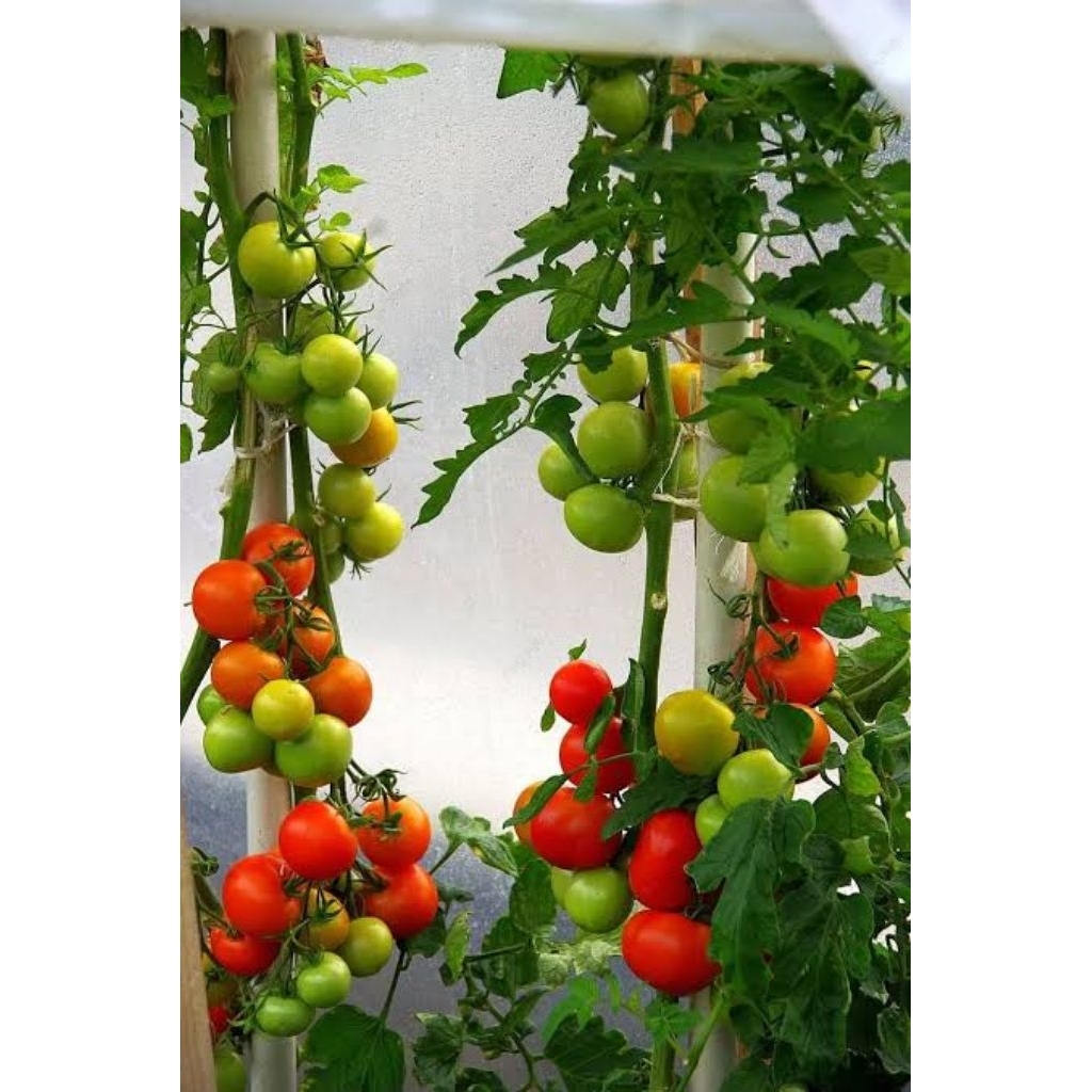 Bibit tomat siap tanaman unggul / bibit tomat