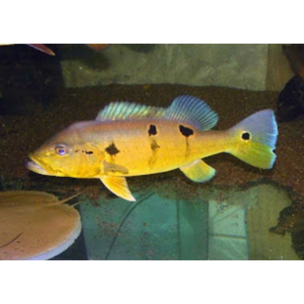 Hiasan aquarium PBass Pinima