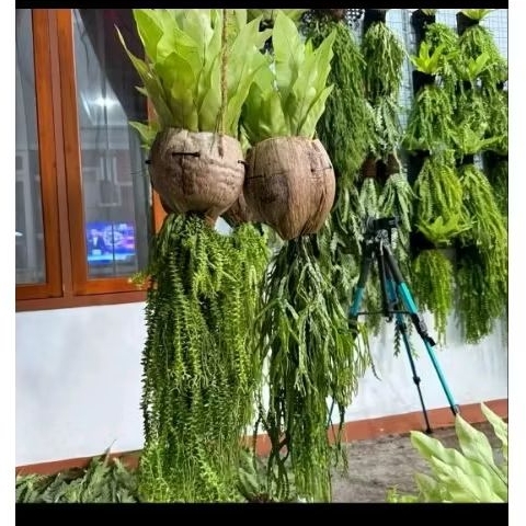 Tanaman hias gantung huferzia di pot kelapa tanaman unik untuk dekorasi rumah