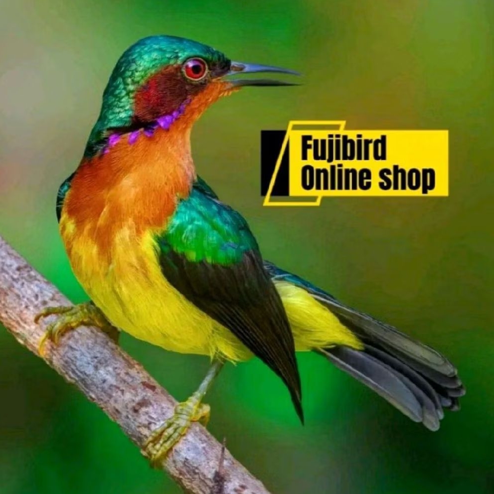 KOWUL JANTAN BUNYI PILIHAN AVIARY