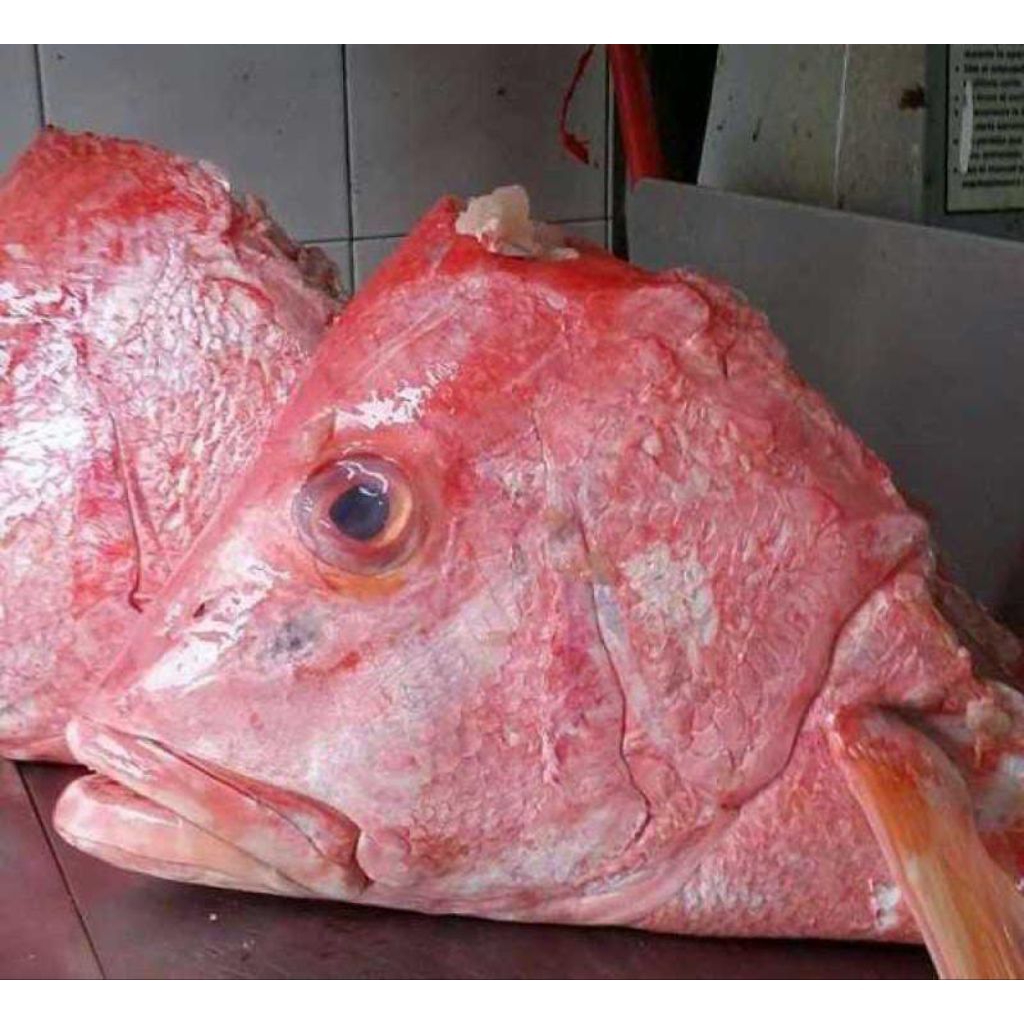 Kepala Kakap Merah Jumbo Size