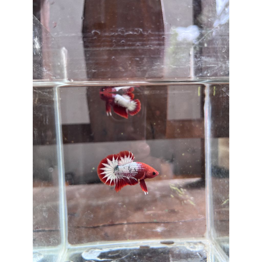 hiasan akuarium ikan cupang