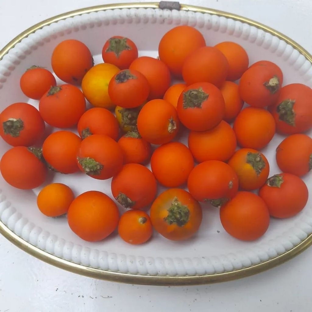 terong pari/terong hutan per 5 buah