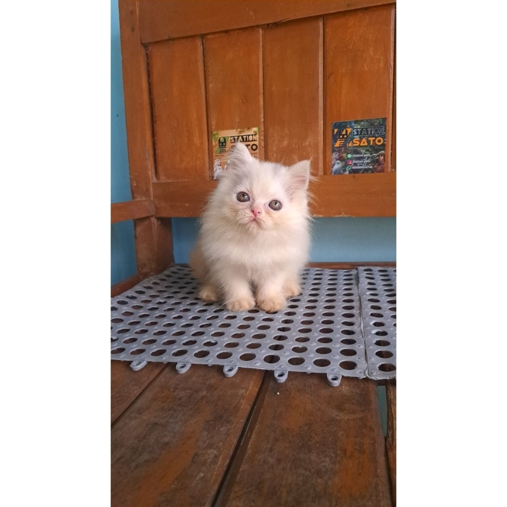 kucing flatnose murah warna putih solid white