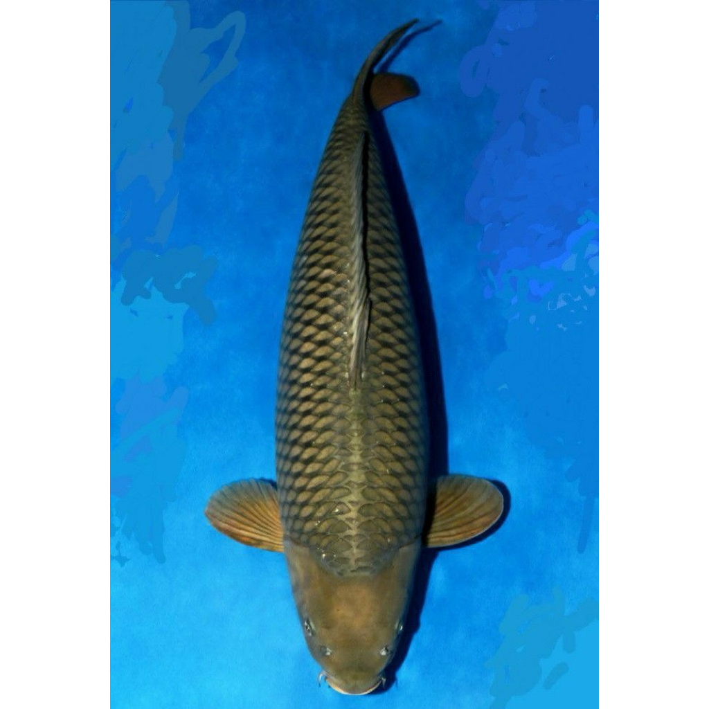 Koi Penjinak Cagoi 20cm Berkualitas tinggi