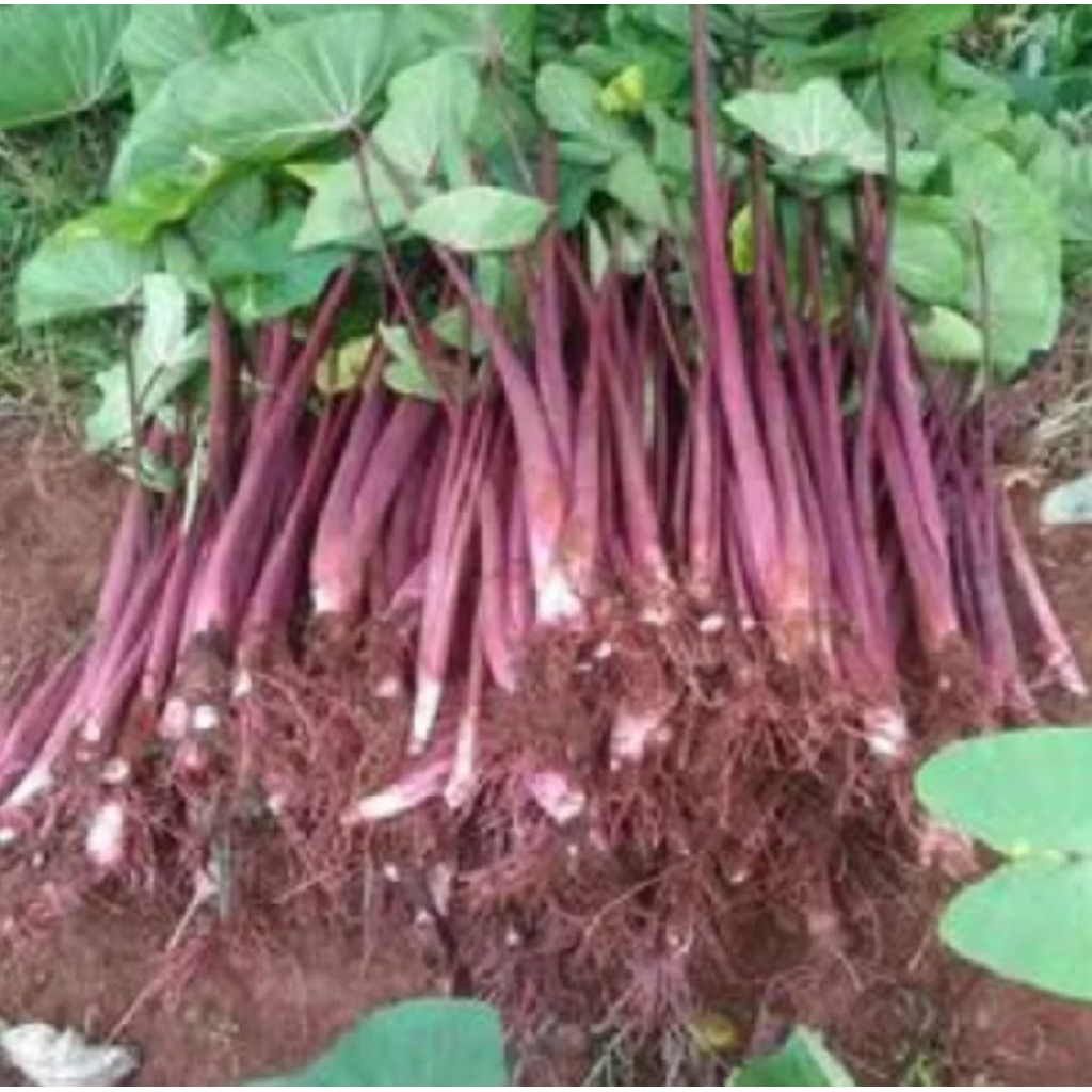 PROMO!! Bibit Talas Merah Asli Bogor 100% ORIGINAL - Talas Pulen, Paket Isi 3 Bibit COD