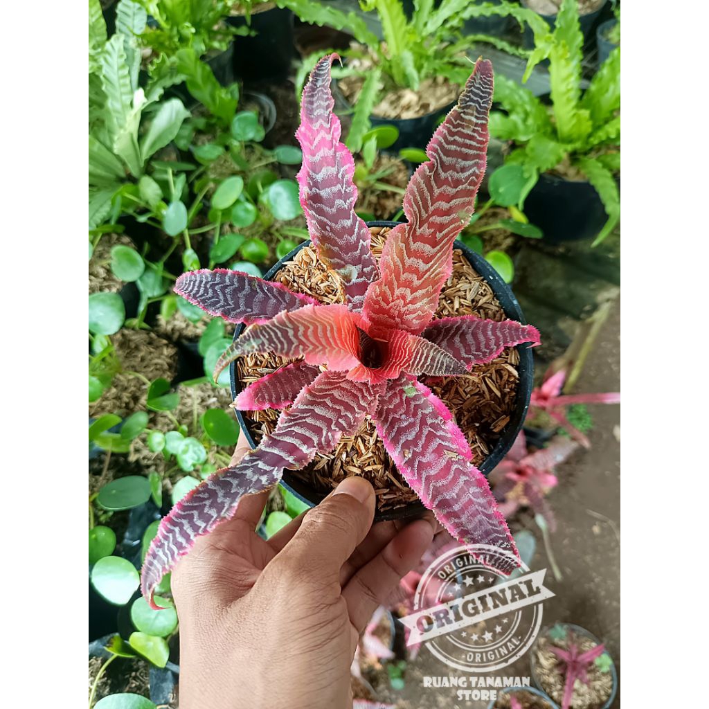 Promo tanaman hias sansivera tokek pink list / pohon sansivera tokek pink list