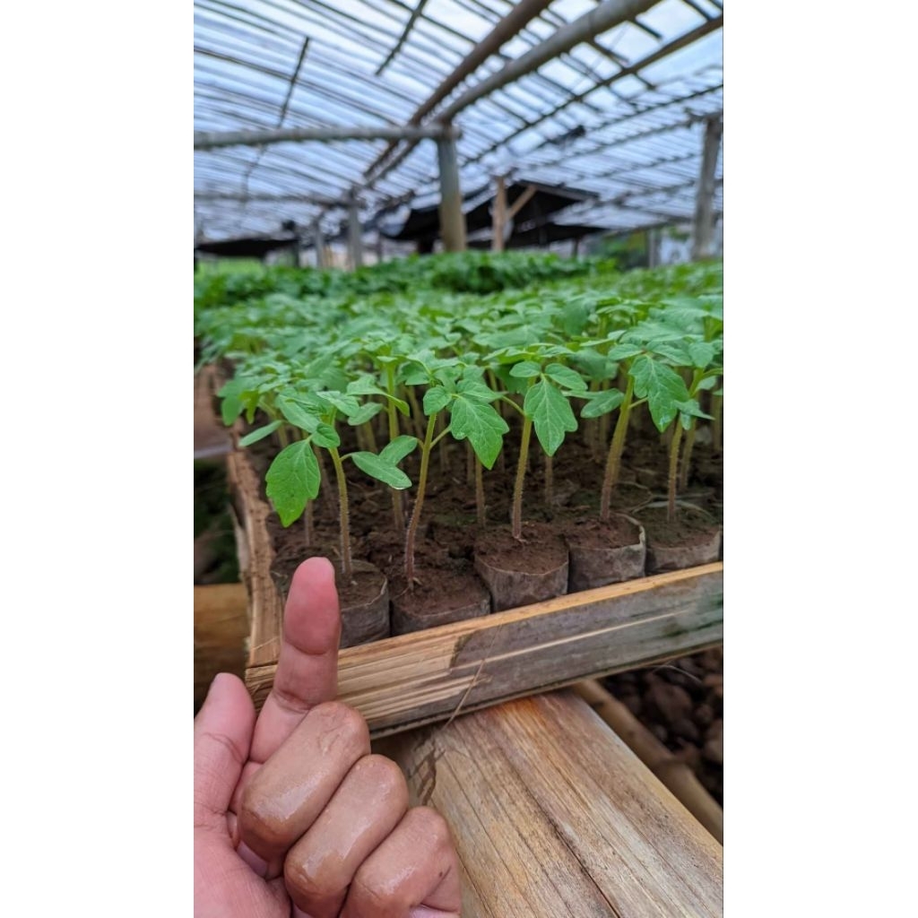 10 bibit tomat servo f1