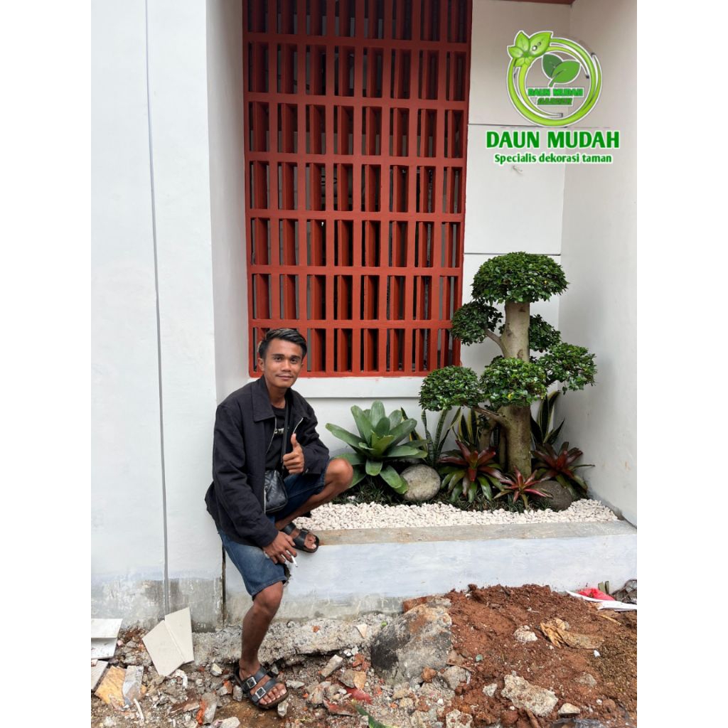 taman bonsai dolar mikro / taman kering minimalis / bonsai dolar mikro