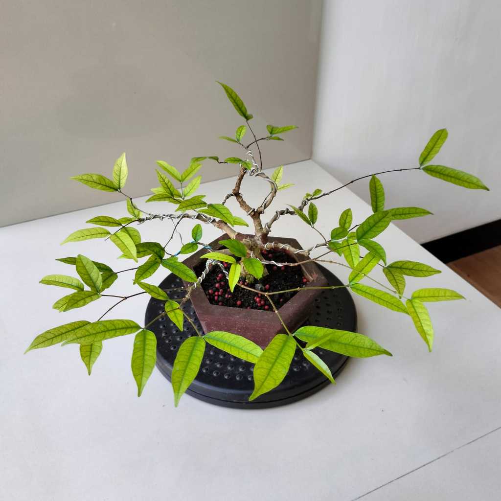 Bonsai Anting Putri - Pot Segi Enam - Siap Pajang