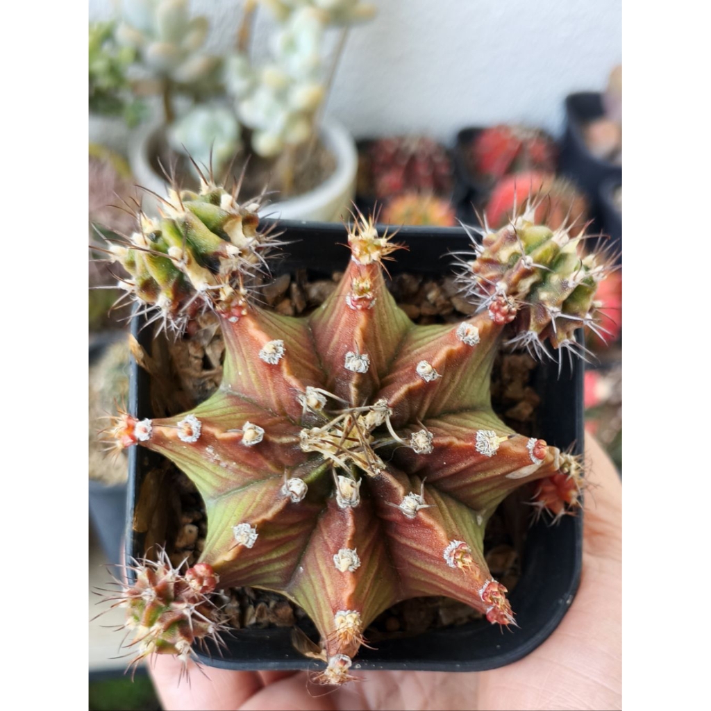 Kaktus LB Hybrid