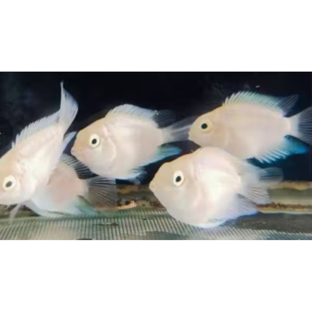 IKAN POLAR, PLATINUM PER EKOR