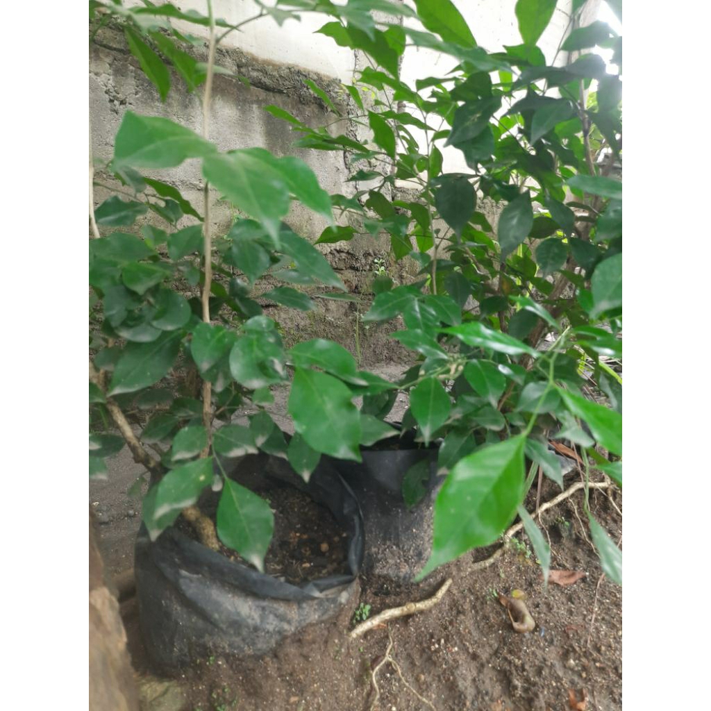 Bibit tanaman Kemuning / bahan bonsai Kemuning lokal ( Murraya paniculata )