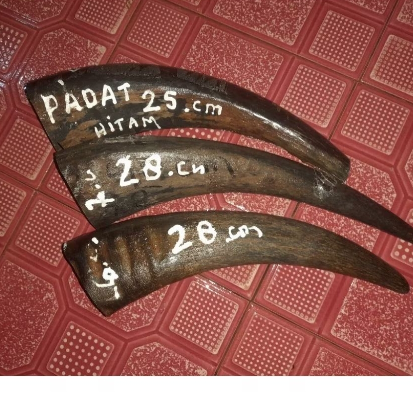 Padatan tanduk kerbau 25 cm