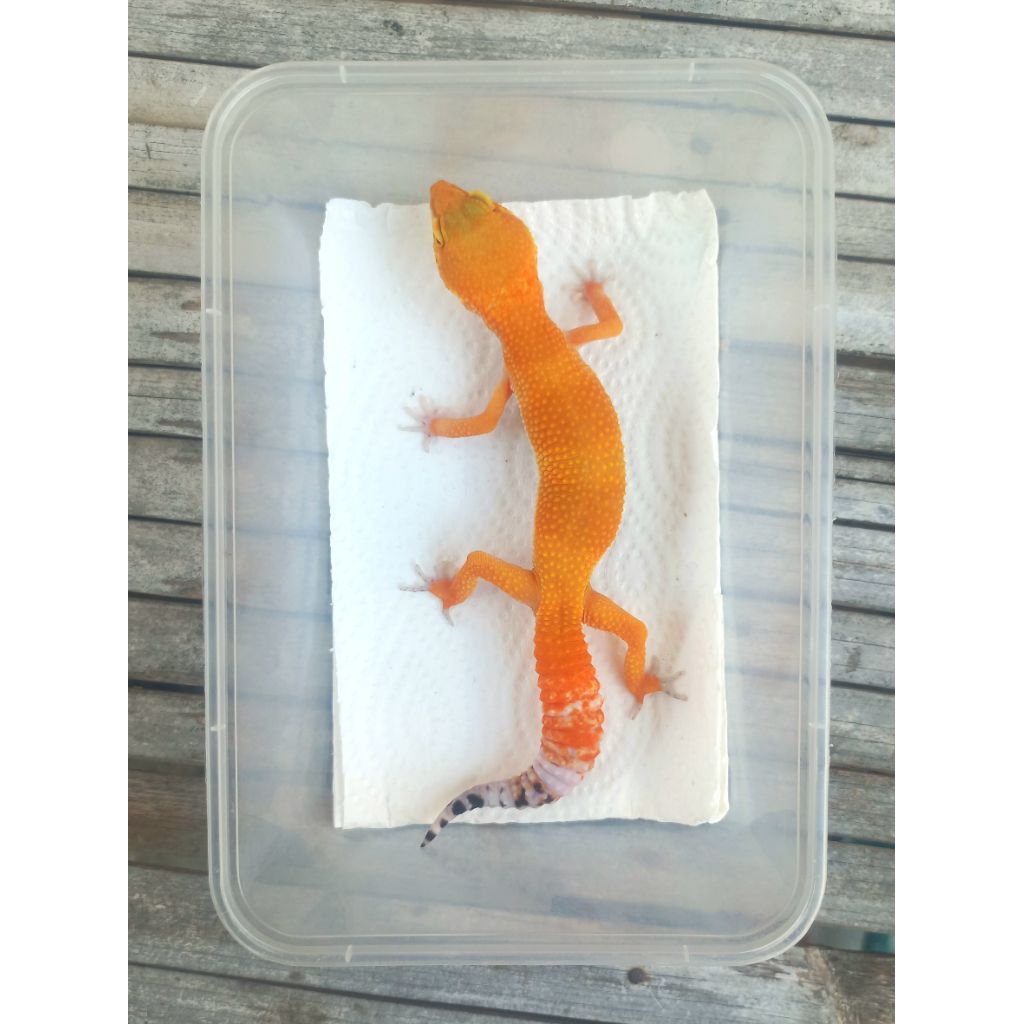 MAINAN GECKO SHTCTB ADULT SESUAI FOTO