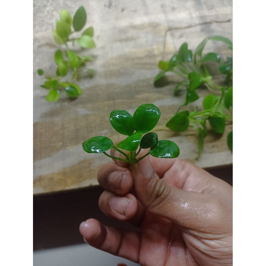 anubias nana