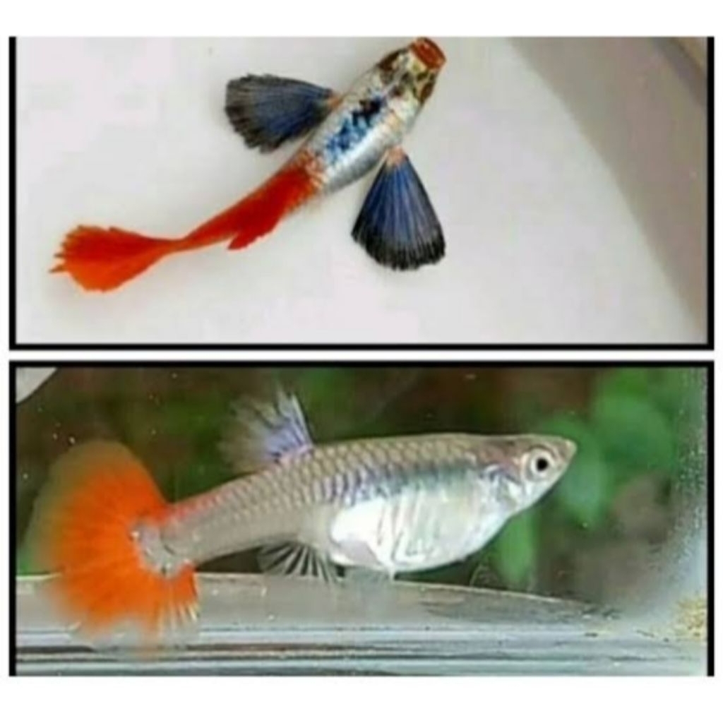 Hiasan Aquarium Mainan Ikan PRTDE