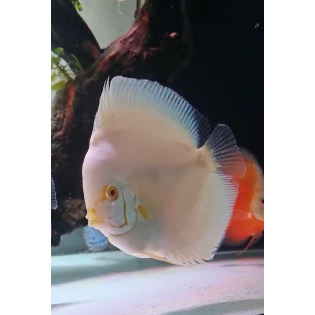 Ikan Discus Albino Platinum