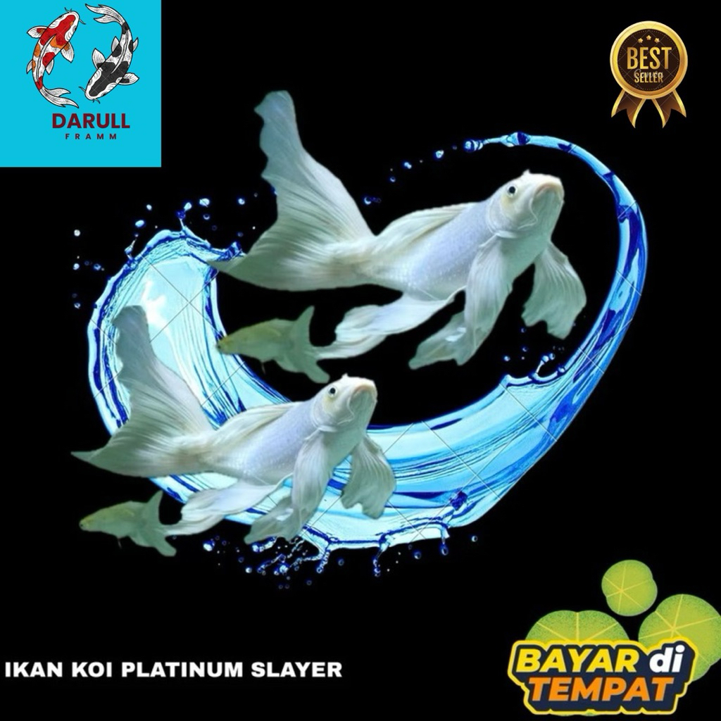 paket 2 ekor koi platinum slayer penarik kolam