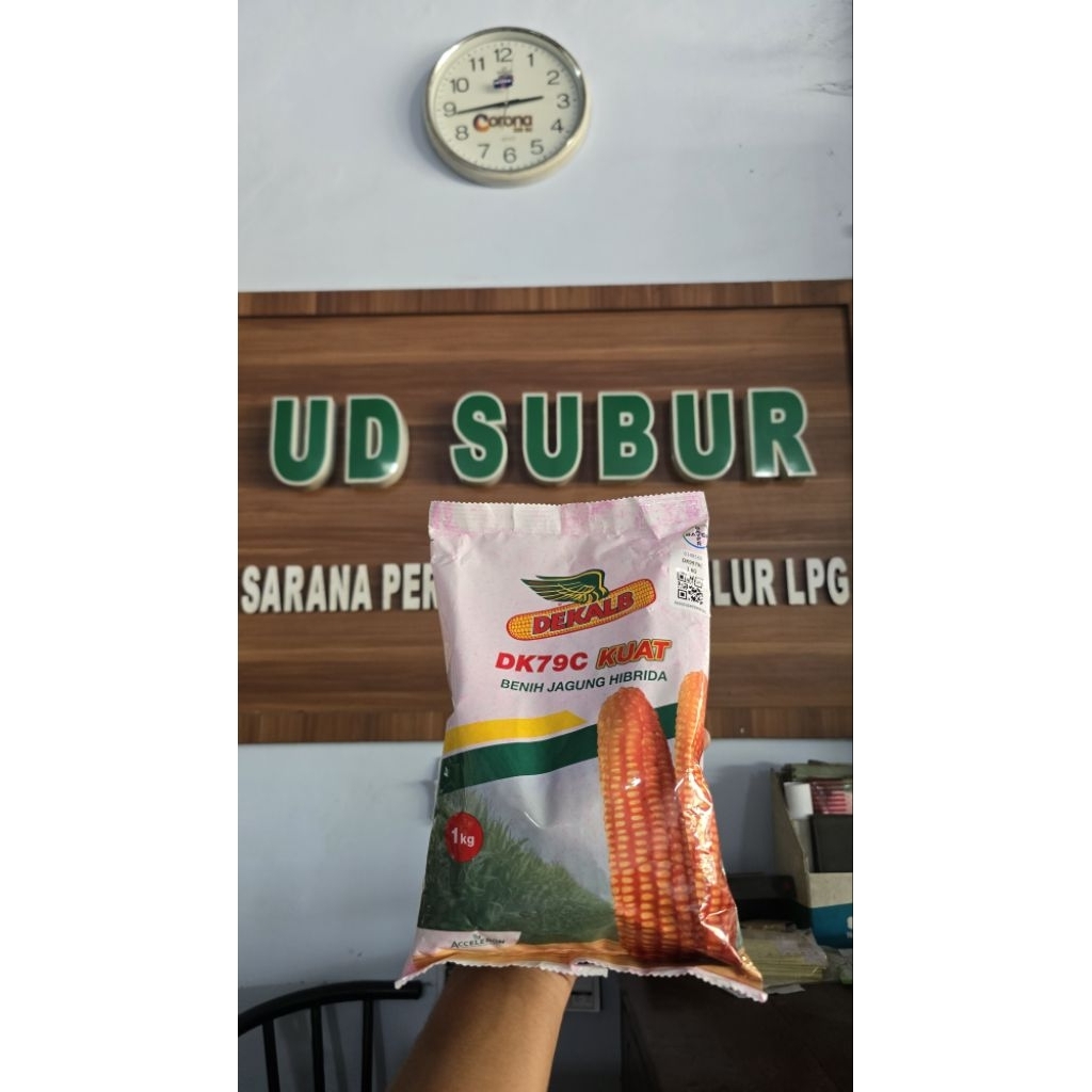 BENIH PADI HIBRIDA DEKALB DK79C KUAT (Berat bersih : 1kg)