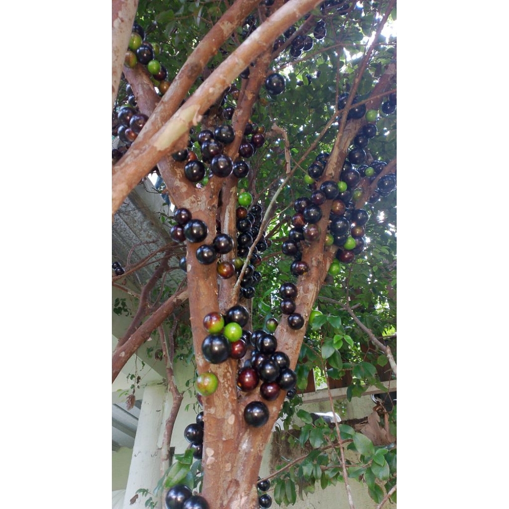 Buah Anggur Brazil/Jaboticaba