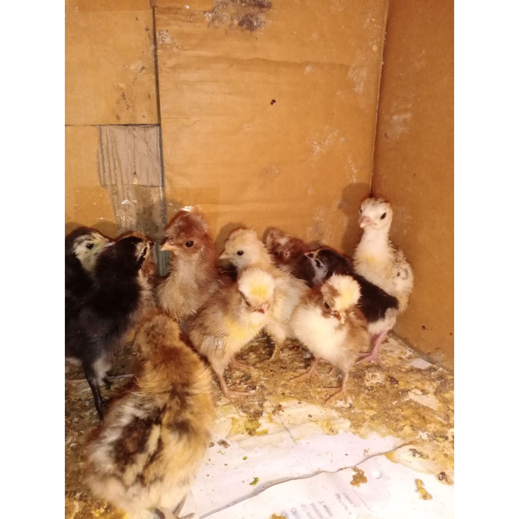 Ayam Poland Usia 2 Minggu • Ayam Jambul • Ayam Hias • Kandang Unggas