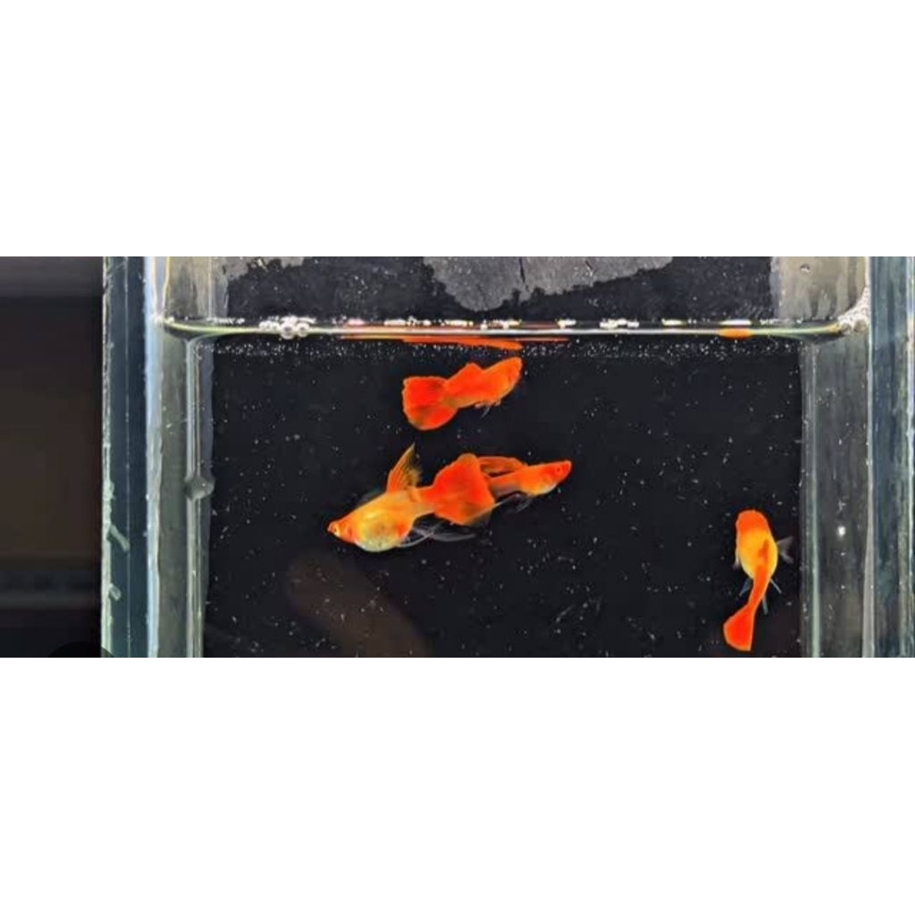 (Hiasan Aquarium)Guppy albino koi sb ribbon fin c