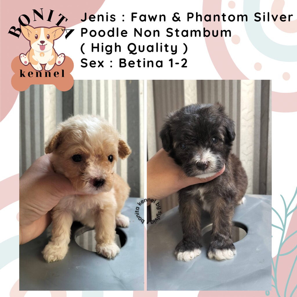 Fawn Phantom Toy Poodle Non Stambum Fawn Anak Anjing Poodle Toy Tiny Jantan Betina