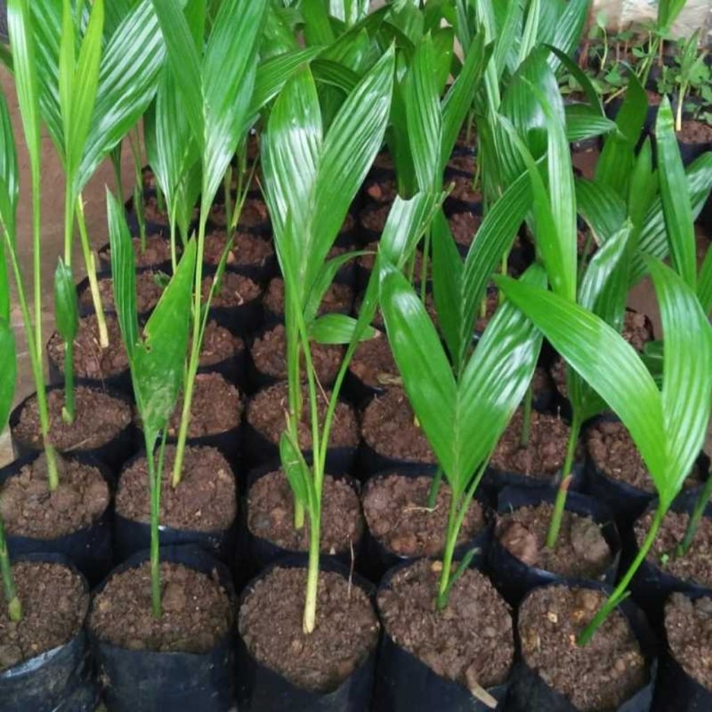 Bibit Pinang Betara Unggul - Bibit Pinang Cepat Berbuah,