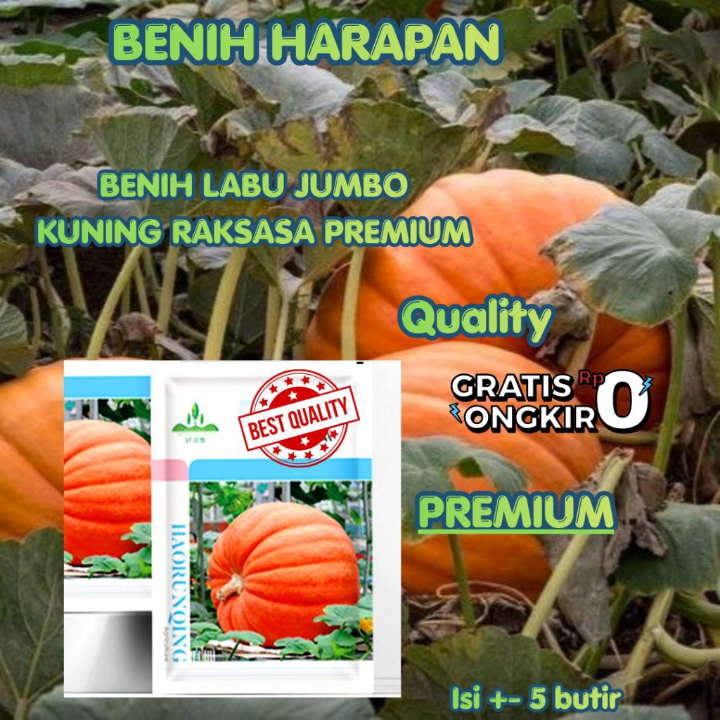 (+- 5 butir) benih/biji labu kuning jumbo raksasa premium