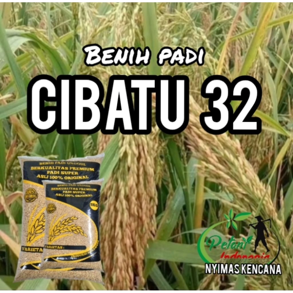 BENIH PADI CIBATU 32 SUPER KEMASAN 5kg