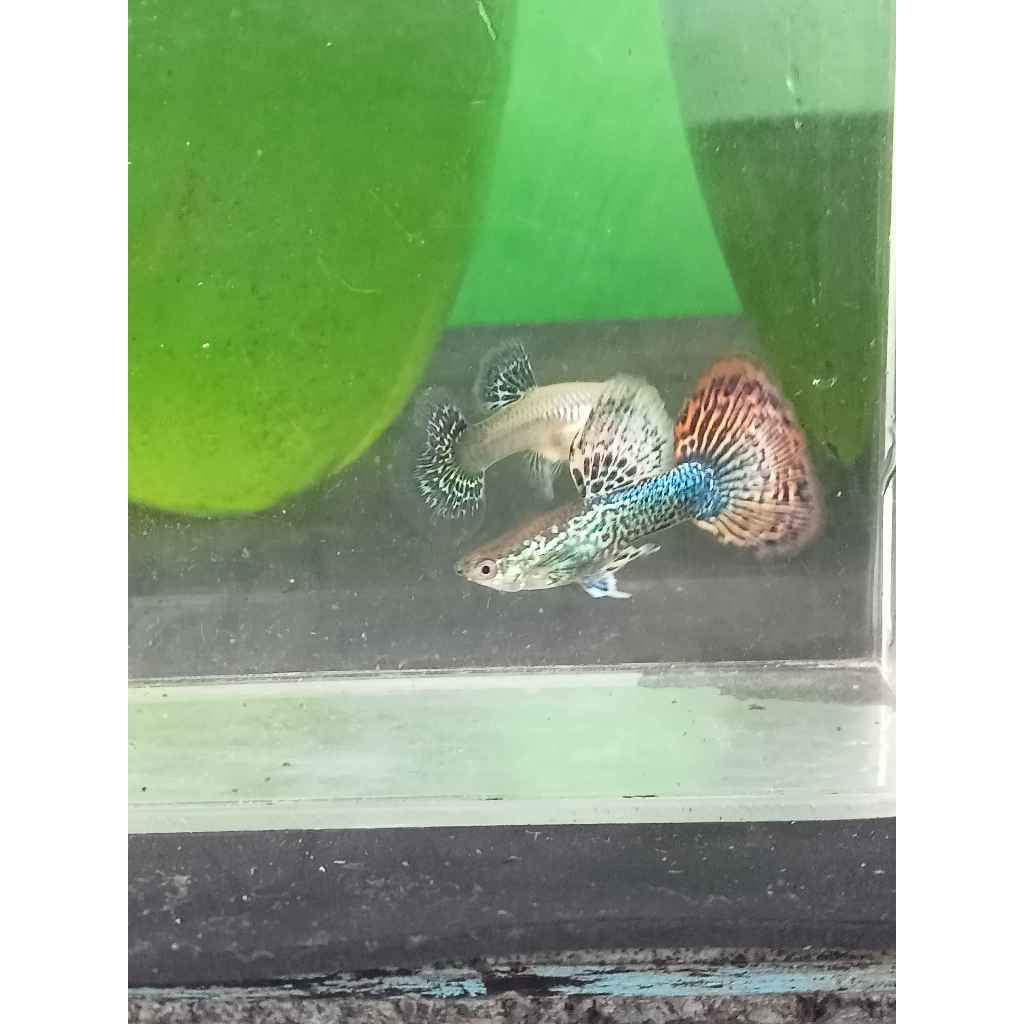 guppy red dragon